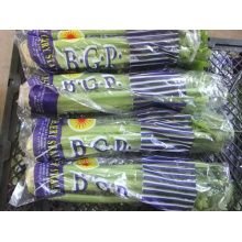 Vegetable Good Quality Natural Fresh Celery (750g-1250g)